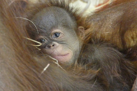 Das kleine Orang-Utan-Mädchen schmiegt sich ganz fest an seine Mama.