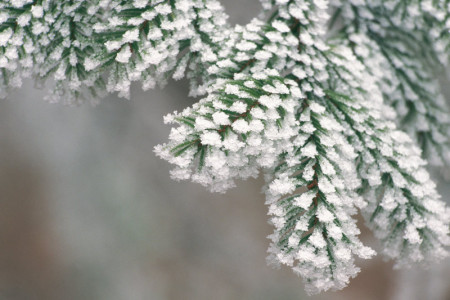Der Schmuckreisigverkauf in der Rostocker Heide läuft noch bis zum 27. November.