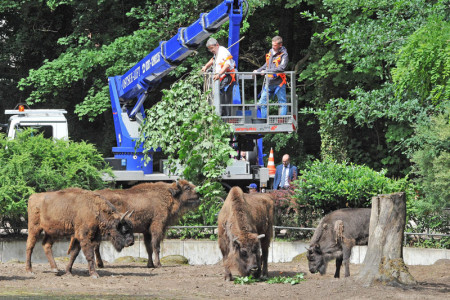 Mit dem Ostsee-Lift ging es direkt zur Fütterung ins Wisentgehege. Das frische Grün von Innenminister Lorenz Caffier (li.) und Henrik Flotow, Geschäftsführer der Ostsee-Lift GmbH Rostock, kam bei den Wisenten gut an. Mit dem Ostsee-Lift ging es direkt zur Fütterung ins Wisentgehege. Das frische Grün von Innenminister Lorenz Caffier (li.) und Henrik Flotow, Geschäftsführer der Ostsee-Lift GmbH Rostock, kam bei den Wisenten gut an.