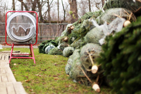 Der Weihnachtsbaumverkauf in der Rostocker Heide beginnt am 10. Dezember 2014.
