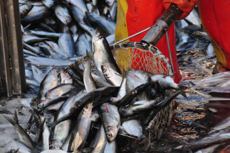 Schon zum 16. Mal dreht sich am 30. und 31. März auf dem Fischmarkt Mittelmole alles um den Hering.