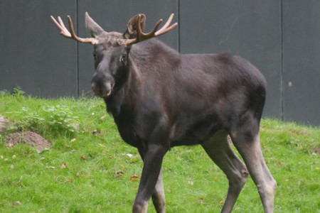 Tierischer Neuzugang: Elchbulle zieht in den Zoo Rostock//Foto: Zoo Rostock/Rozmarin