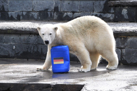 Eisbär Fiete weiß, dass Deutschland heute Abend gewinnt! Eisbär Fiete weiß, dass Deutschland heute Abend gewinnt!