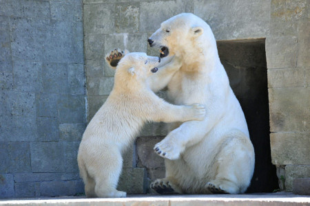 Fiete will den ganzen Tag spielen und manchmal muss der kleine Racker von seine Mutter Vilma auch mal zurechtgewiesen sein. Aber lange kann sie ihrem kecken Eisbärenjungen nicht böse sein.