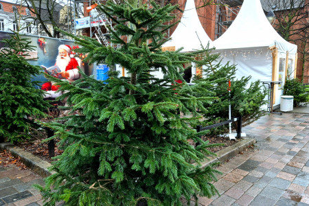 Spätestens nach dem Dreikönigstag am 6. Januar haben die meisten Weihnachtsbäume ausgedient. Dann erfolgt durch die Stadtentsorgung Rostock stadtteilweise die Einsammlung. In jedem Stadtteil gibt es zwei feste Abholtermine. Spätestens nach dem Dreikönigstag am 6. Januar haben die meisten Weihnachtsbäume ausgedient. Dann erfolgt durch die Stadtentsorgung Rostock stadtteilweise die Einsammlung. In jedem Stadtteil gibt es zwei feste Abholtermine.