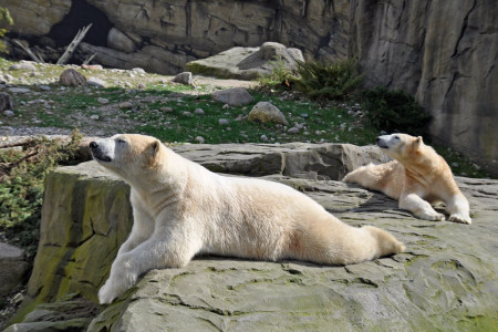Die Eisbären können auch außerhalb des Polariums auf den Außenanlagen gut beobachtet werden. 