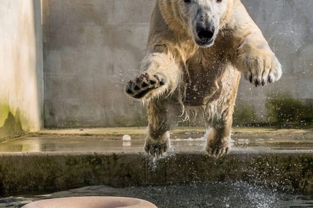 Akiak liebt das Wasser, das m&uuml;ssen die Rostocker Gene sein.