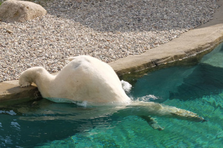 Eisbär Akiak ist begeistert vom neuen Revier und taucht gleich mal ab.