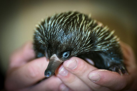 Am 8. Juli sieht Harapan schon viel größer und kräftiger aus, wird aber immer noch mit einer Milchmischung ernährt. Aufatmen können die Tierpfleger erst, wenn sich der Kleine selbstständig mit fester Nahrung ernährt. Am 8. Juli sieht Harapan schon viel größer und kräftiger aus, wird aber immer noch mit einer Milchmischung ernährt. Aufatmen können die Tierpfleger erst, wenn sich der Kleine selbstständig mit fester Nahrung ernährt.