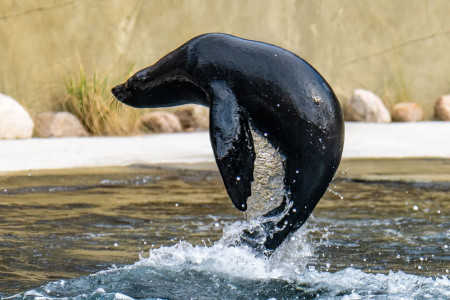 Seeb&auml;ren-M&auml;nnchen Alfie (4) in der neuen Robbenanlage im Zoo Rostock. Der Verlust des aufgeweckten M&auml;nnchens, das zu den ersten Bewohnern der neuen Robbenanlage geh&ouml;rte, hat das Team im September 2026 tief getroffen.//Foto: Zoo Rostock, Matthias Dr&uuml;bbisch