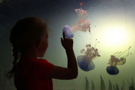 Die Gepunktete Wurzelmundqualle ist der stille Star im DARWINEUM. Foto: Danny Gohlke 