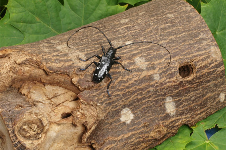 ALB-Käfer auf einem Baumstamm, mit Eingangsbereich links und einem kreisrunden Ausbohrloch rechts