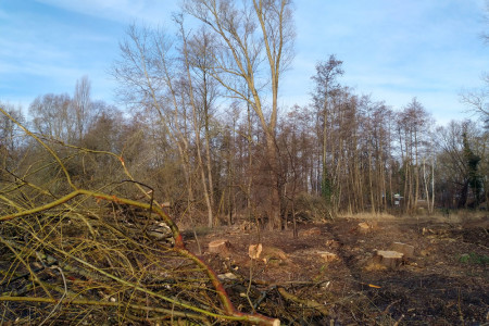Hier wurden einmal mehr Tatsachen geschaffen: Zwischen dem Parkplatz Jugendherberge und Neuem Friedhof Warnemünde wurden Ende Januar einige große Bäume gefällt. Ohne Vorankün-digung und Absprache! Hier wurden einmal mehr Tatsachen geschaffen: Zwischen dem Parkplatz Jugendherberge und Neuem Friedhof Warnemünde wurden Ende Januar einige große Bäume gefällt. Ohne Vorankün-digung und Absprache!