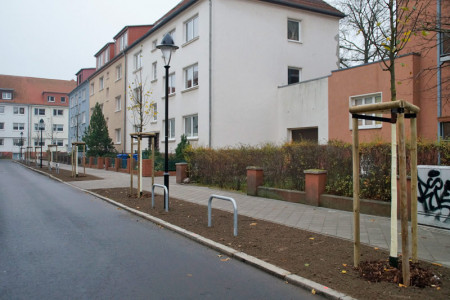 In der Warnemünder Trojanstraße wurden kürzlich neue Winterlinden gepflanzt.