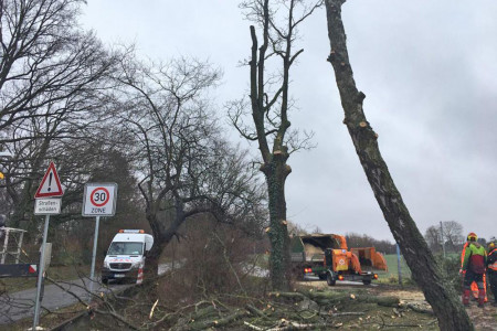 Ohne vorherige Ankündigung ließ das städtische Tiefbauamt gestern in Warnemünde, entlang der Parkstraße und des Groß Kleiner Wegs, acht gesunde Bäume fällen.