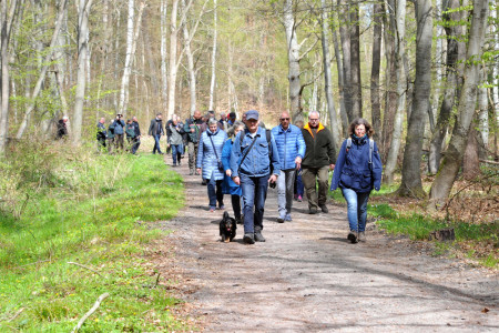 Waldwanderung in der Rostocker Heide. Waldwanderung in der Rostocker Heide.