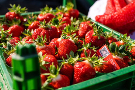 Karls erste frische Erdbeeren im Jahr 2019