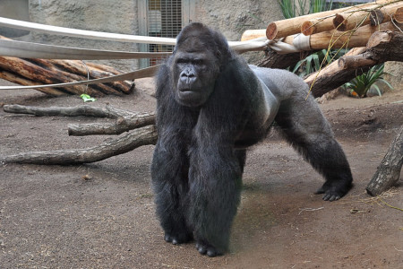 Gorgo erreichte ein Alter von 43 Jahren. In der Natur haben Gorillas eine durchschnittliche Lebenserwartung von ca. 35 bis 40 Jahren.//Foto: Joachim Kloock Gorgo erreichte ein Alter von 43 Jahren. In der Natur haben Gorillas eine durchschnittliche Lebenserwartung von ca. 35 bis 40 Jahren.//Foto: Joachim Kloock