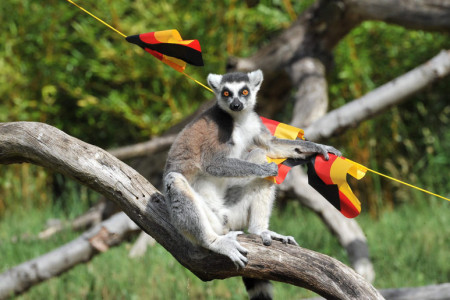 Die Kattas im Rostocker Zoo fungierten heute als Fußball-Orakel. Danach geht Deutschland am Sonntag mit 4:1 vom Platz. Die Kattas im Rostocker Zoo fungierten heute als Fußball-Orakel. Danach geht Deutschland am Sonntag mit 4:1 vom Platz.