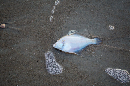 Tote Fische am Strand von Warnemünde sorgten am Wochenende für Aufsehen – nun geben die Behörden Entwarnung: Fischerei und Baden sind wieder ohne Bedenken möglich.//Foto: Adobe stock, pusteflower9024
