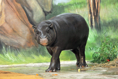 Was fressen eigentlich Zwergflusspferde – zu Besuch bei Nimba und Onong. Foto: Joachim Kloock