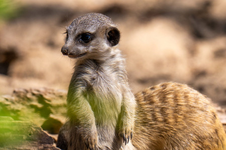Erdmännchen im Zoo Rostock.//Foto: Zoo Rostock/ Drübbisch