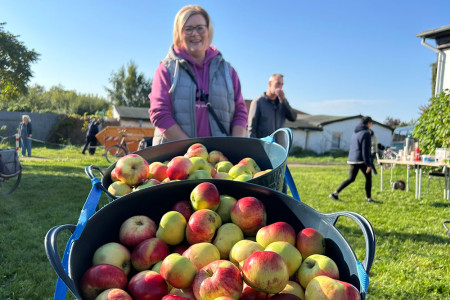 Beim Apfelfest der Kleingartenanlage Am Moor wurden aus zahlreichen gespendeten &Auml;pfeln insgesamt 900 Liter frischer Apfelsaft.//Foto: Hildebrand