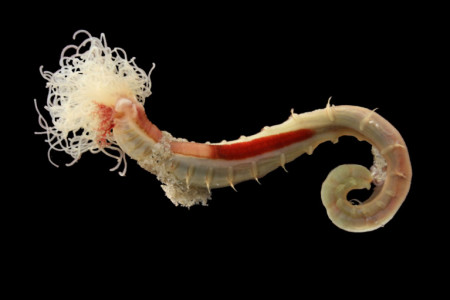 Und so sieht ein Bäumchenröhrenwurm ohne Röhre aus. Quelle: M. Buschmann