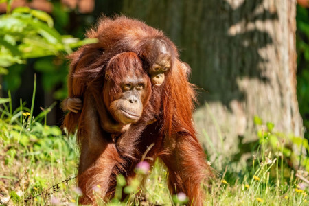 Am 19. August r&uuml;ckt der Zoo Rostock die bedrohten Orang-Utans in den Fokus und zeigt, wie wichtig der Schutz ihrer Lebensr&auml;ume f&uuml;r das &Uuml;berleben der roten Waldmenschen ist.//Zoo Rostock, Matthias Dr&uuml;bbisch
