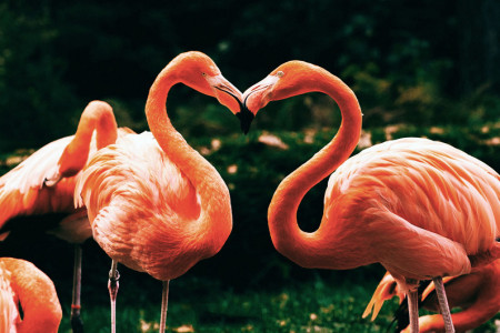 Flamingos in Liebe zur Tour d'amour am Valentinstag im Rostocker Zoo.