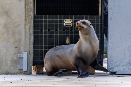 Seebärin Sälma fühlt sich pudelwohl: Sie hat bereits ihr neues Revier im Zoo Rostock neugierig erkundet.//Foto: Zoo Rostock/ Matthias Drübbisch