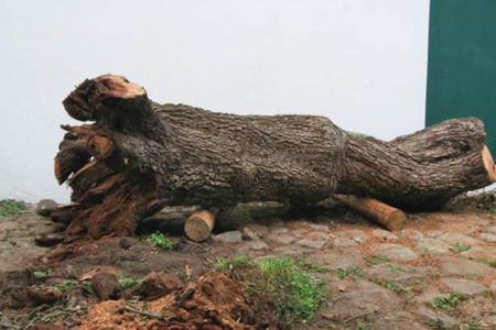 In der Ausstellung „Bis morgen wird der Baum einen Titel haben“ erforschen Crispin Gurholt und Heiko Kalmbach den Baum in Installation, Film, Text, Performance und Fotografie.//Foto: Crispin Gurholt, 2024