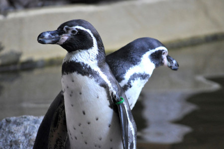 Bei Pinguinslalom im Rostocker Zoo geht es sportlich zu.