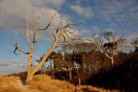 Die Herbstwanderung durch die Rostocker Heide führt entlang der Ostseeküste und in die Waldteile südlich von Graal-Müritz.