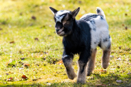 Im Fr&uuml;hling wird es besonders lebendig: Auch bei den Zwergziegen im Zoo sorgen zahlreiche Jungtiere f&uuml;r niedliche Entdeckungsmomente.// Zoo Rostock/ Matthias Dr&uuml;bbisch