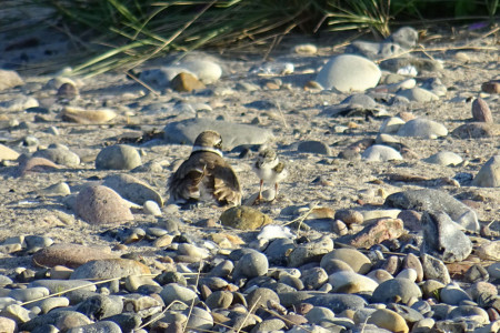 Gut getarnt und doch sch&uuml;tzenswert: Ein Sandregenpfeifer mit K&uuml;ken im Strandbereich. Jeder erfolgreich aufgezogene Jungvogel ist ein wichtiger Beitrag zum Erhalt der bedrohten Art.//Foto: Jonas Homburg