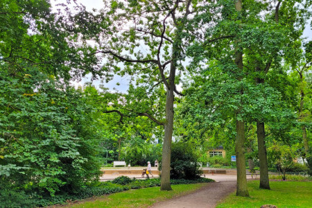 Diese große Eiche im Warnemünder Kurpark stand auf der Fällliste des Grünamtes//Foto: RikeM