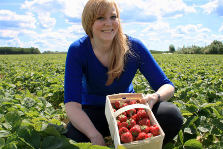 Erdbeeren in der freien Natur selber pflücken bedeutet ein Erlebnis für Groß und Klein.