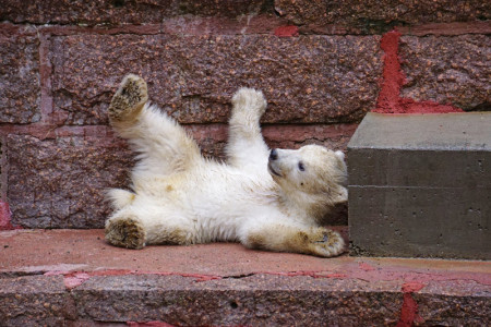 Alle wollen das kleine Eisbärenbaby sehen. Der Rostocker Zoo rechnet am Wochenende mit vielen Besuchern und empfiehlt die Nutzung öffentlicher Verkehrsmittel.