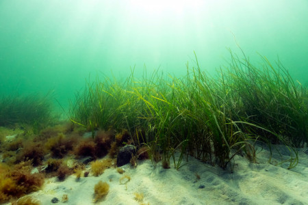 Im Verbundprojekt „Seaguard“ unterstützt Künstliche Intelligenz die nachhaltige und klimaresiliente Wiederherstellung der Seegrasbestände in der Ostsee.//Foto: Sandra Kube/IOW