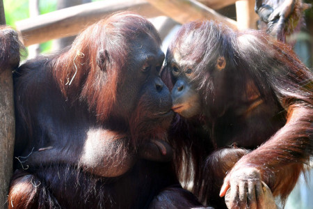 Demnächst wird sich Orang-Utan-Dame Sunda vor allem um ihr neues Baby kümmern, hier schmust sie noch mit der quirligen Surya.