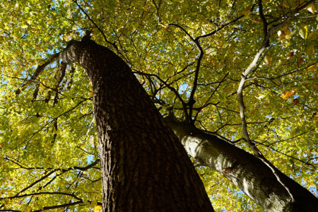 Am Sonnabend, den 14. November, können in der Rostocker Heide wieder Bäume angepflanzt werden.