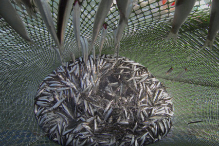 Gut gef&uuml;llte Heringsnetze in der westlichen Ostsee werden immer seltener, da sich die Best&auml;nde Klimawandel-bedingt nicht ausreichend vermehren.