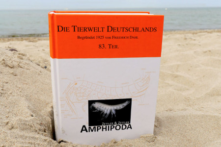 Die neue Amphipoden-Monographie kombiniert erstmals alle 190 marinen und 53 Süßwasserarten in einem Bestimmungshandbuch, die jemals in der Ostsee sowie in ihrem Wassereinzugsgebiet beobachtet wurden. 