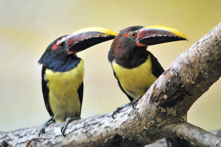 Die beiden Grünarassaris sind ein eingespieltes Paar, die sich bereits im Rostocker Zoo offensichtlich recht wohl fühlen.