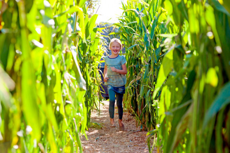 „Karlumbus“: Karls Maislabyrinth lädt ab Sonnabend wieder zum Verirren ein