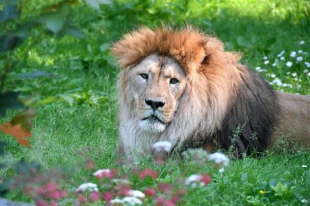 Zu Besuch bei den Löwen – Bei „Scharfe Krallen, spitze Zähne“ auf spannender Kinderführung durch den Zoo. 