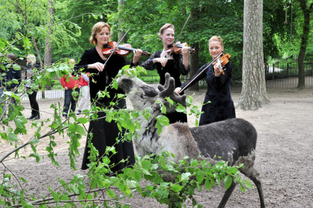 Das Rentier ist echt - die Violinistinnen Christine Pohl (v.li.), Katja Jahn und Gesine Müller von der Norddeutschen Philharmonie Rostock stimmen auf die Klassik-Nacht ein.