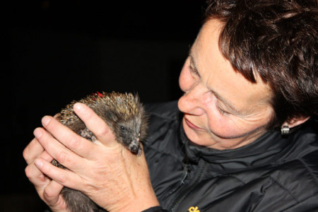 Igel gefunden, was nun? Michaela Kleinsorge aus Diedrichshagen gibt allgemeine Tipps.