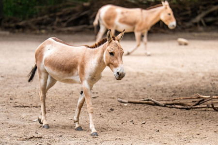 Neuzugang im Zoo Rostock: Der zweij&auml;hrige Kulanhengst Mushu ist aus Berlin an die Ostseek&uuml;ste gezogen und bereits f&uuml;r die Besucher auf der Au&szlig;enanlage zu sehen.//Foto: Zoo Rostock, Matthias Dr&uuml;bbisch